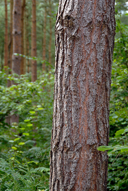 Close up of a mid-section conifer tree trunk against an out-of-focus background of dense wood.